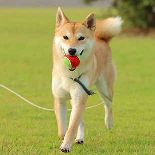 愛情を込めて育てたわんこたちです
